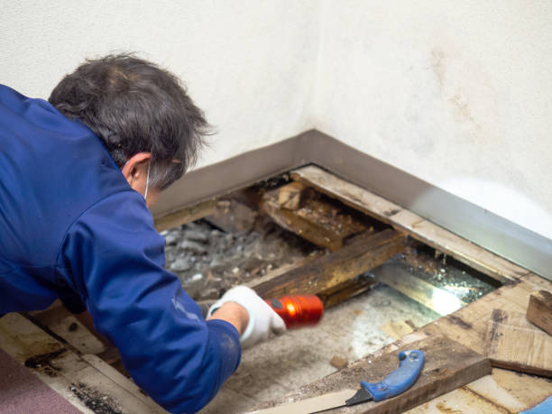 Best Mold Removal and Inspection  in Tabor City, NC