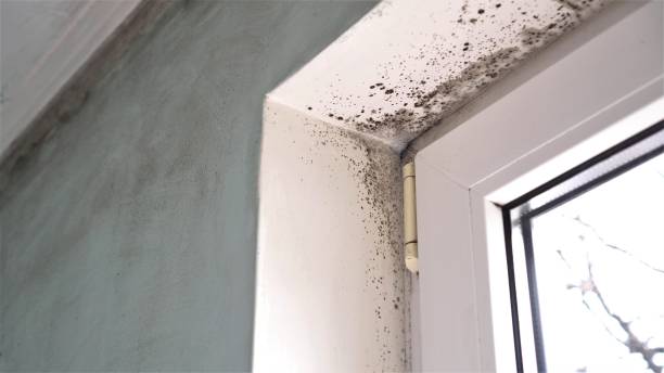 Mold Removal Process in Tabor City, NC
