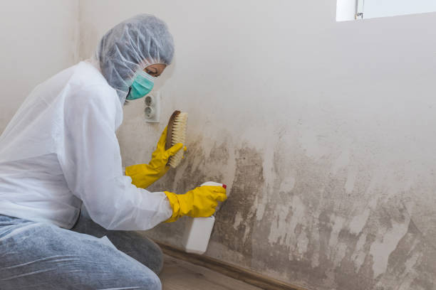 Best Attic Mold Removal  in Tabor City, NC