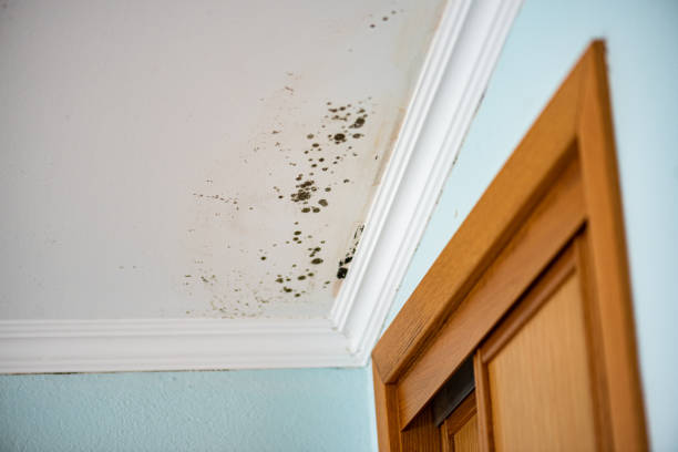 Best Home Mold Removal  in Tabor City, NC