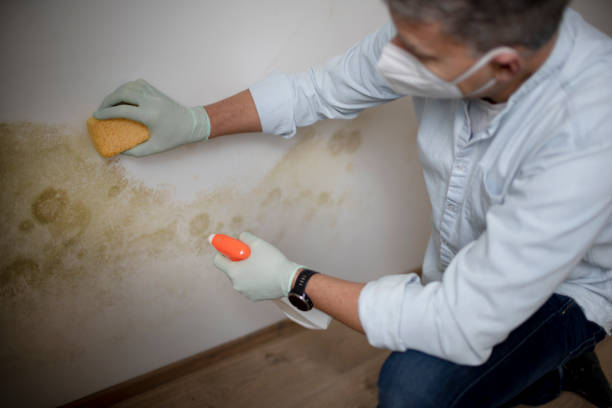 Best Mold Removal Process  in Tabor City, NC