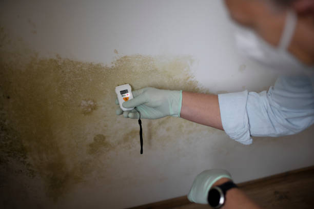 Office Mold Removal Services in Tabor City, NC