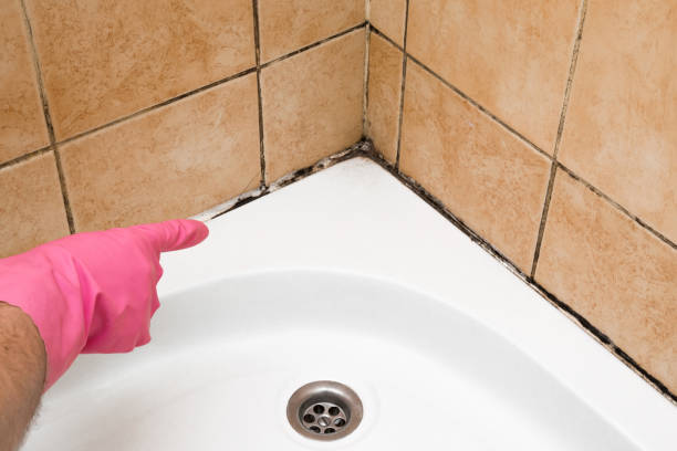 Best Certified Mold Removal  in Tabor City, NC